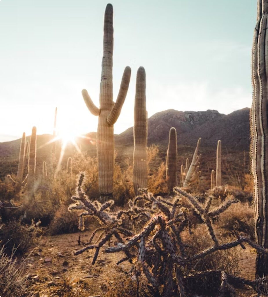Cactus with a mountain background and bright sun. Service area