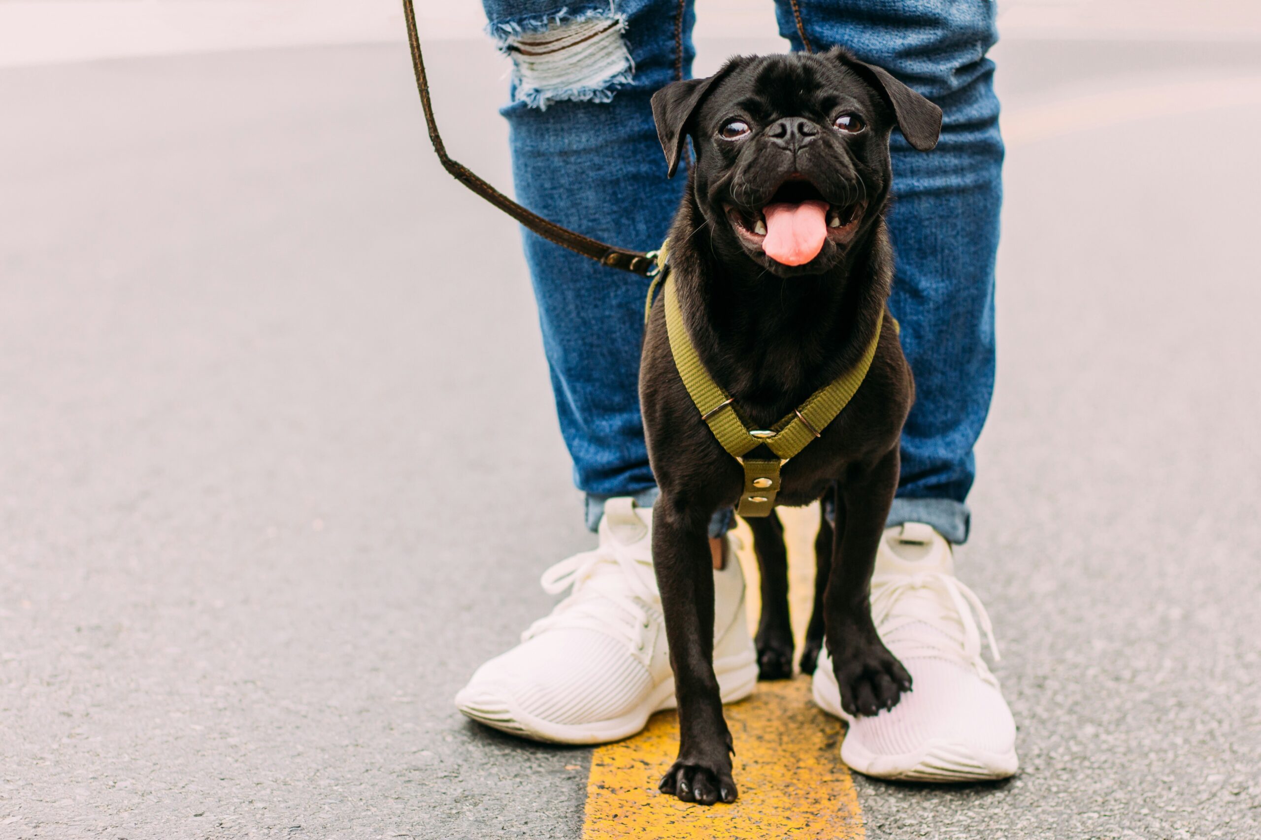black pug on leash being walked by a person in jeans with white sneakers