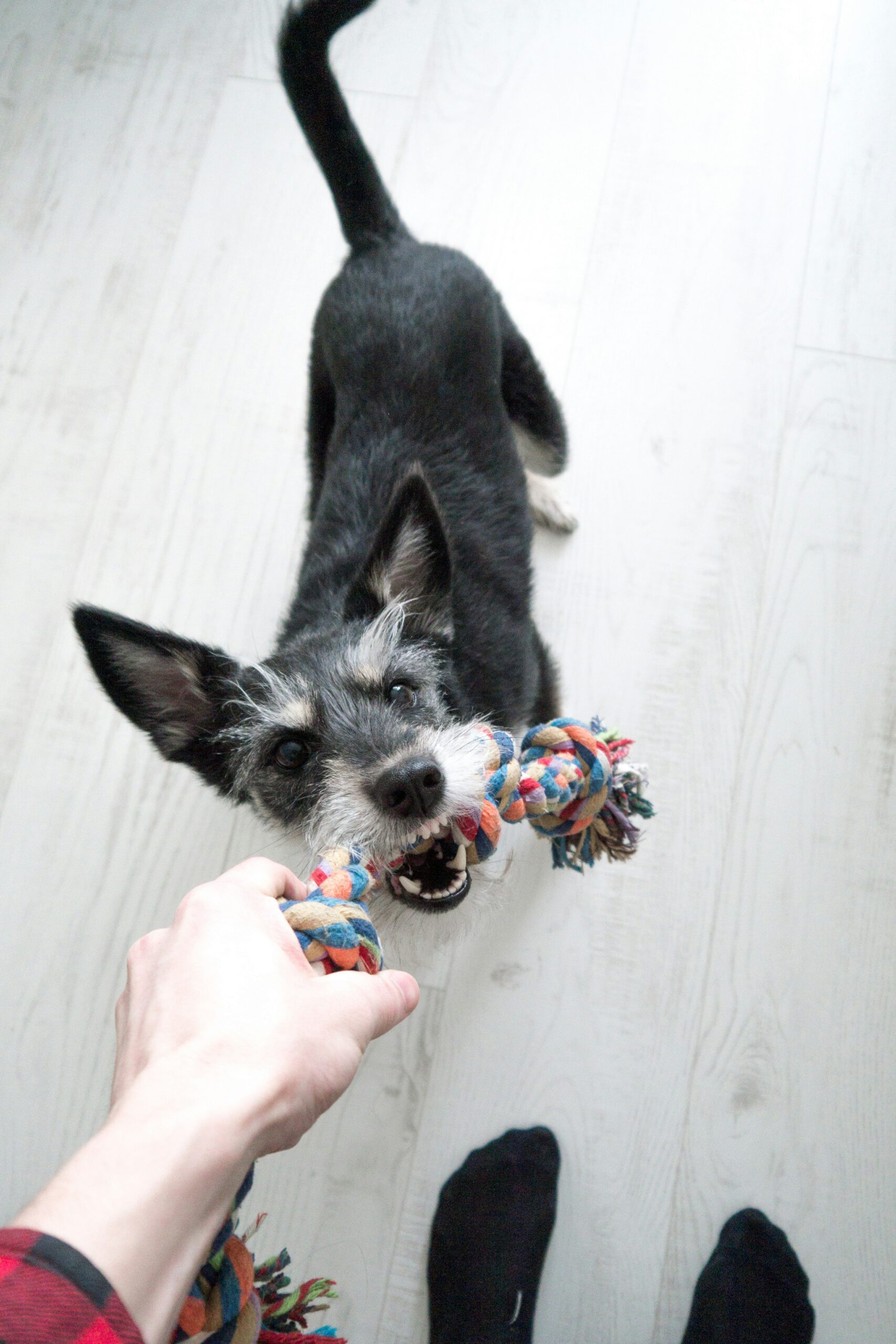 Dog playing with rope toy held by hand representing pet care phoenix services